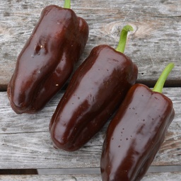 [235] Poivron Chocolat (Capsicum annuum)