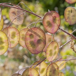 [224] Monnaie du Pape (Lunaria annua)