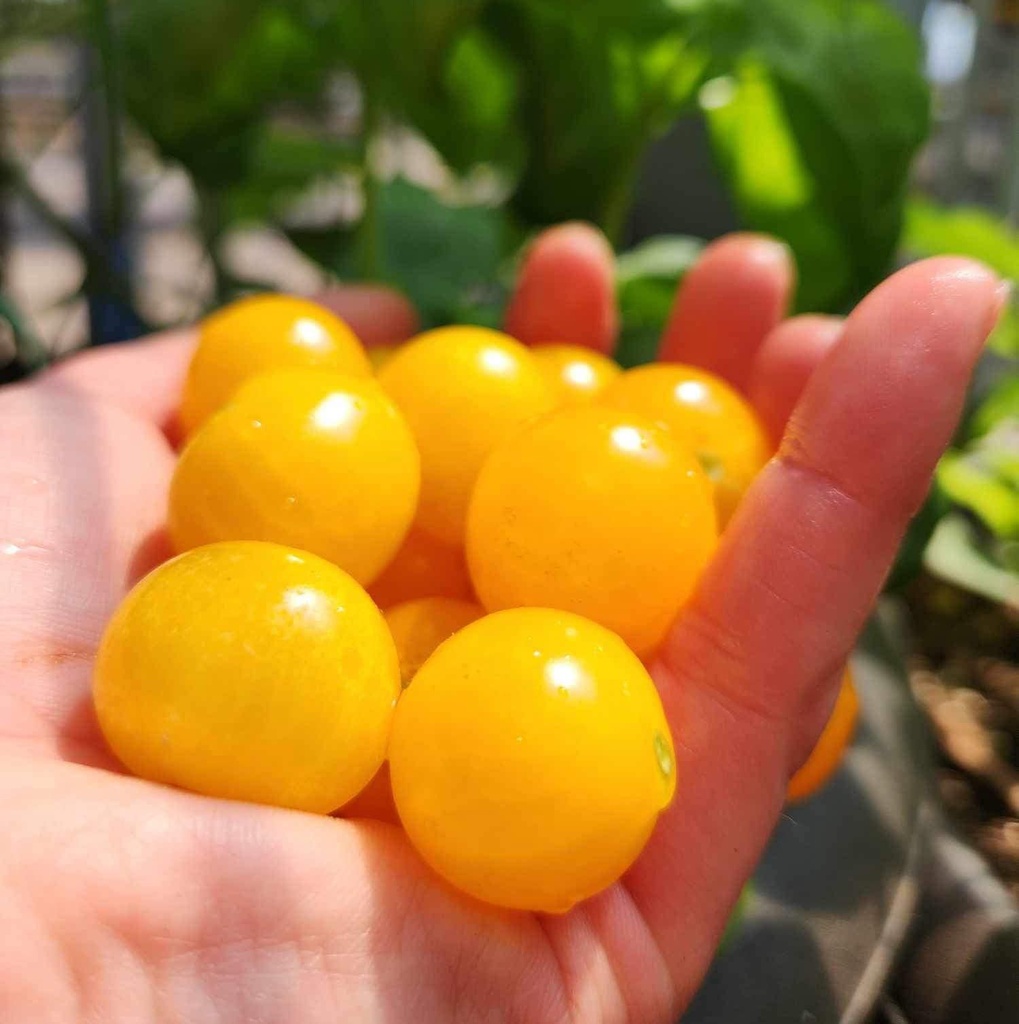 Orange Hat dwarf Tomato (Solanum lycopersicum) | Terre promise