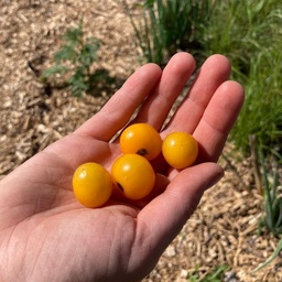 [311] Orange Hat dwarf Tomato (Solanum lycopersicum)