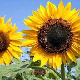 [221-1] Hopi Black Dye Sunflower