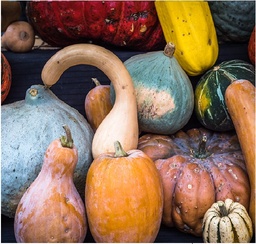 [228] Delicata squash (Cucurbita pepo)