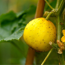 [065-1] Market More cucumber (Cucumis sativus)