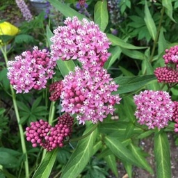 [012-2] Swamp (Asclepias incarnata)