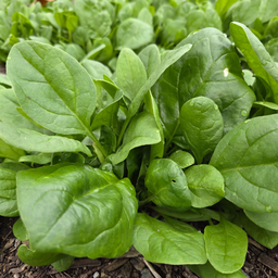 [041] Épinard Matador (Spinacia oleracea) (copie)