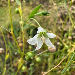 [298] Lin de Palestine (Linum usitatissimum)