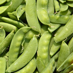 [175-1] Mammoth Melting sugar Pea (Pisum sativum)