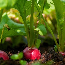 [191-1] Early Scarlet Globe Radish (Raphanus sativus)