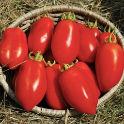 [182] Dix doigts de Naples tomato (Solanum lycopersicum)