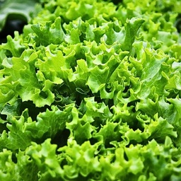 [105-1] Tango Lettuce (Lactuca sativa)