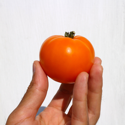 [280-1] Jaune Flammée tomato (Solanum lycopersicum)