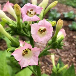 [343] Tobacco Grand Général (Nicotiana tabacum)