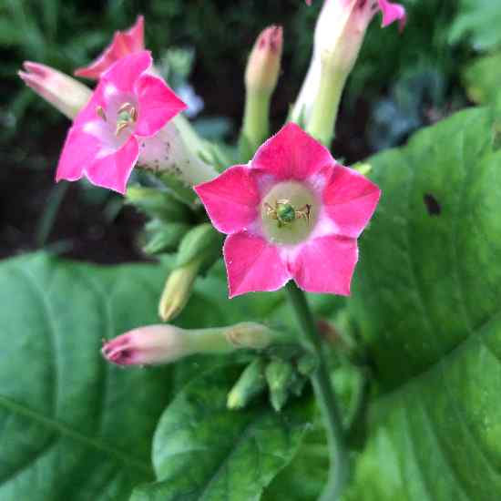 pink tobacco flower Tobacco Grand Rouge Fort (Nicotiana tabacum)