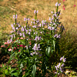 [129] Obedient plant (Physostegia virginiana)